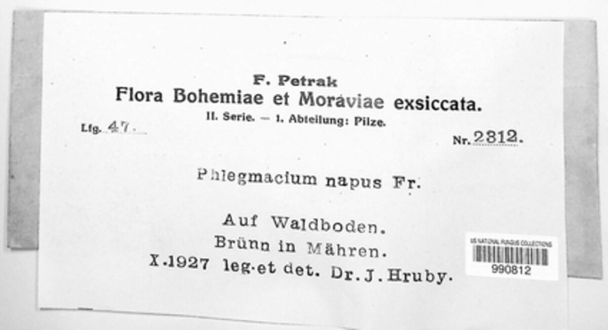 Calonarius napus image